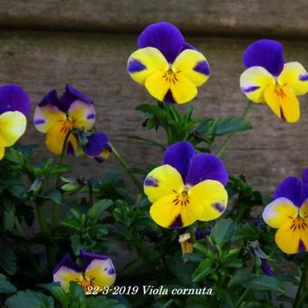 Viola cornuta