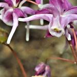 Epimedium grandiflorum 'Purple Pixie' - Elfenbloem