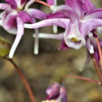 Epimedium grandiflorum 'Purple Pixie'