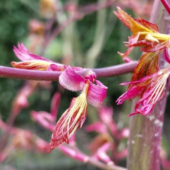 Acer palmatum 'Oridono nishiki'