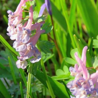 Corydalis solida