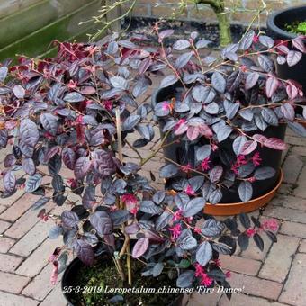 Loropetalum chinense 'Fire Dance'