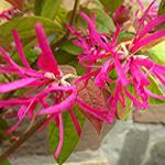 Loropetalum chinense 'Tang Dynasty' - Chinese franjeboom