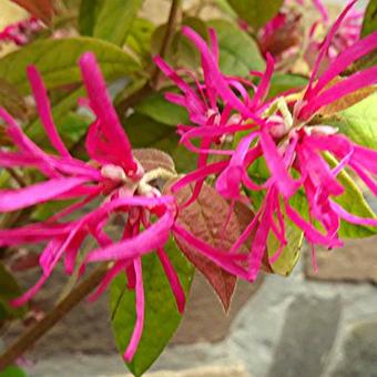 Loropetalum chinense 'Tang Dynasty'