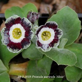 Primula auricula 'Alois'