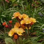 Primula elatior 'Gold Nugget' - Sleutelbloem