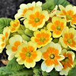 Primula veris 'Lime with Orange' - Sleutelbloem, Gulden sleutelbloem