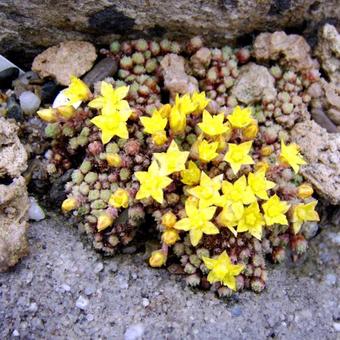 Sedum humifusum