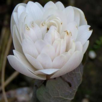 Sanguinaria canadensis 'Multiplex'