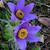 Pulsatilla vulgaris