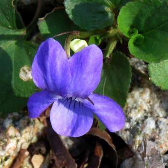 Viola odorata