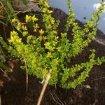 Berberis thunbergii 'Pow-wow' - Zuurbes