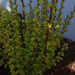 Berberis thunbergii 'Pow-wow' - Zuurbes