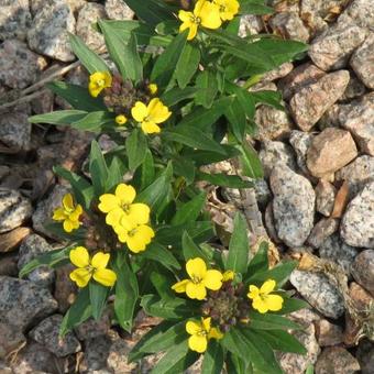 Erysimum x allionii