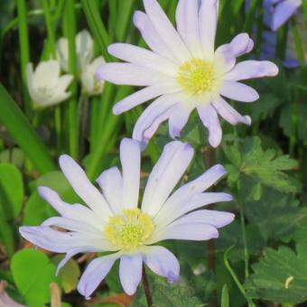 Anemone blanda