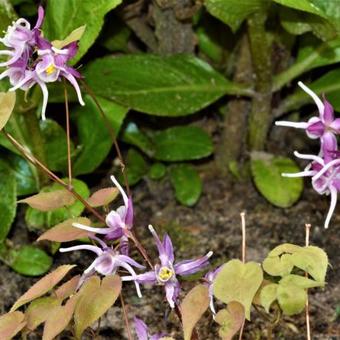 Epimedium grandiflorum 'Purple Pixie'