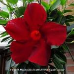 Mandevilla DIAMANTINA 'Opale Grenat' - Chileense Jasmijn