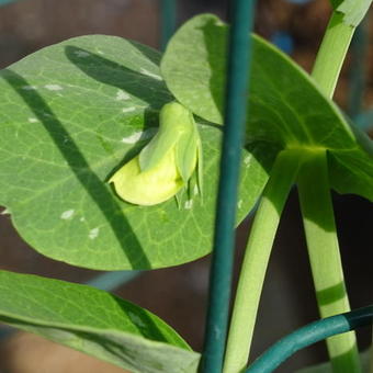 Pisum sativum 'Karina'