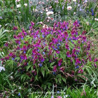 Lathyrus vernus