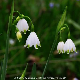 Leucojum aestivum 'Gravetye Giant'