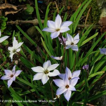 Ipheion uniflorum 'Wisley Blue'