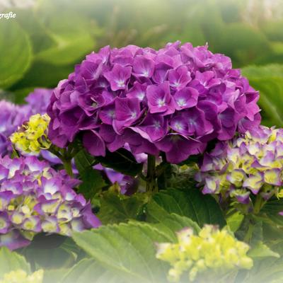 Boerenhortensia, Bolhortensia - Hydrangea macrophylla 'King George V'