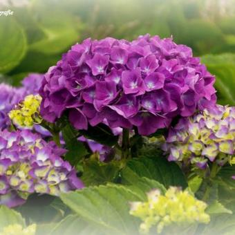 Hydrangea macrophylla