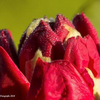 Rhododendron ‘Scarlet Wonder’