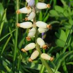 Muscari muscarimi - Blauwe druifjes