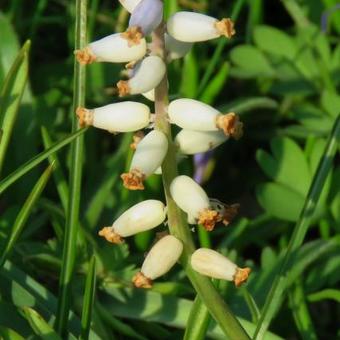 Muscari muscarimi