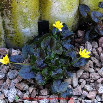 Ficaria verna 'Brazen Hussy'