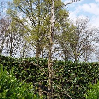 Liquidambar styraciflua 'Golden Treasure'