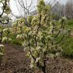 Pyrus communis 'Baby Dragon' - Pereboom, dwergpeer