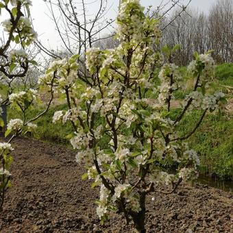 Pyrus communis 'Baby Dragon'