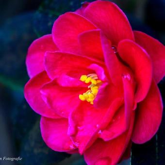 Camellia japonica