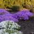 Aubrieta 'AUDREY Blue'