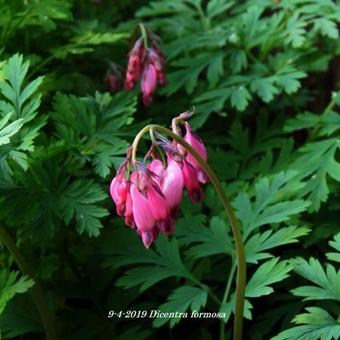 Dicentra formosa