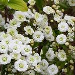 Spiraea prunifolia - Spierstruik