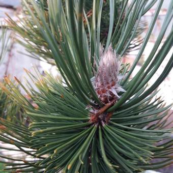 Pinus heldreichii 'Satellit'