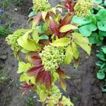 Sambucus racemosa - Trosvlier