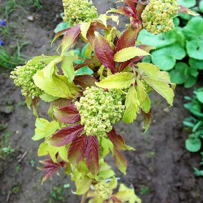 Trosvlier - Sambucus racemosa