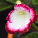 Streptocarpus 'Roulette Cherry' - Kaapse primula / spiraalvrucht / draaivrucht