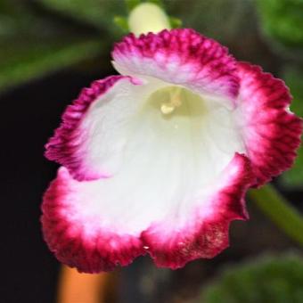 Streptocarpus 'Roulette Cherry'