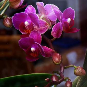 Phalaenopsis