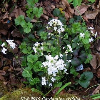 Cardamine trifolia