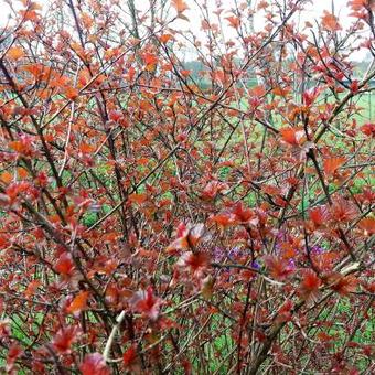 Cornus alba 'Sibirica'