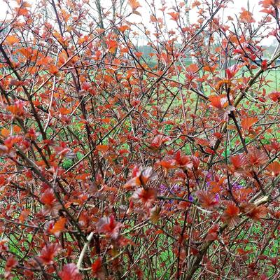 Witte kornoelje - Cornus alba 'Sibirica'