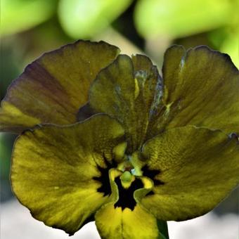 Viola cornuta  'Irish Molly'