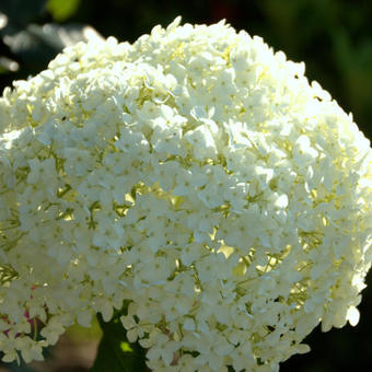 Hydrangea arborescens 'Annabelle'