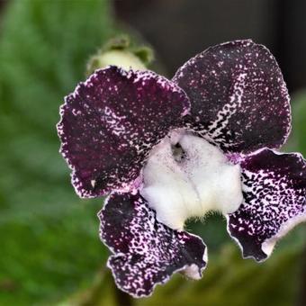 Streptocarpus 'Hotosigu'